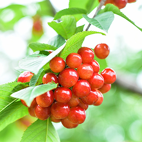 爱游戏网页版大红樱桃一