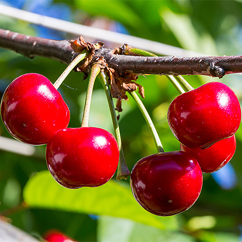 爱游戏网页版大红樱桃二