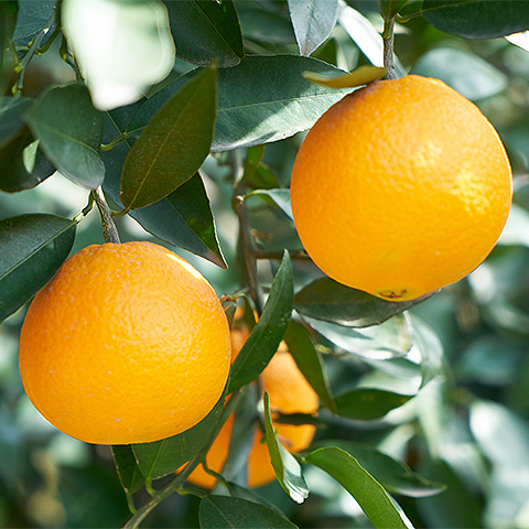 爱游戏网页版热带水果五