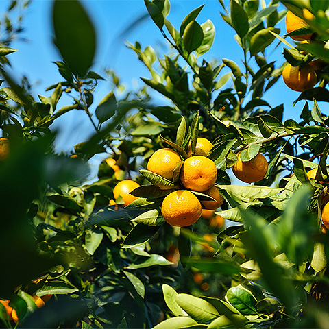 爱游戏网页版热带水果三