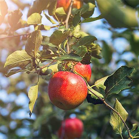 爱游戏网页版热带水果二
