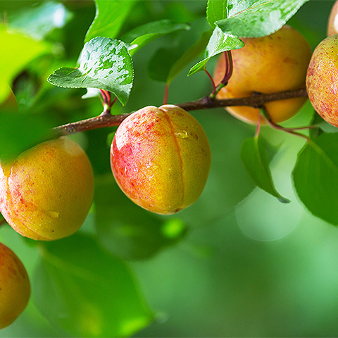 爱游戏网页版热带水果七